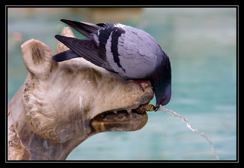 Thirsty Pigeon.jpg